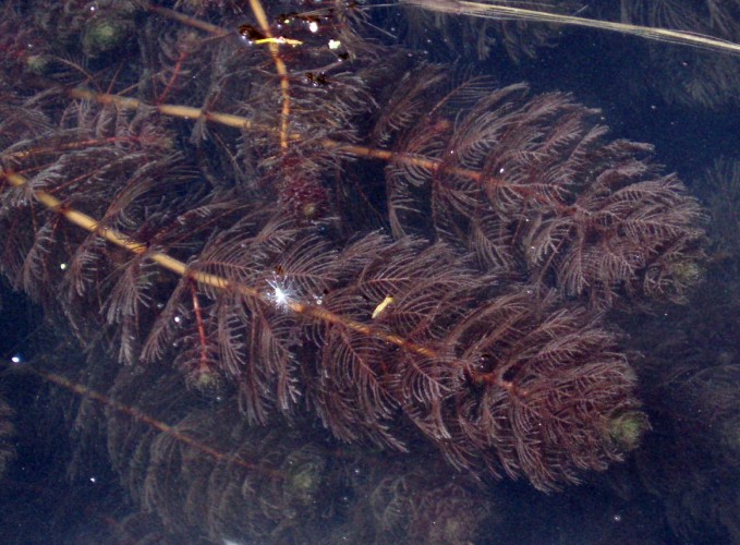 Myriophyllum sp.